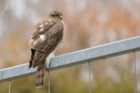 Krahujec obecny - Accipiter nisus - Eurasian Sparrowhawk 0113